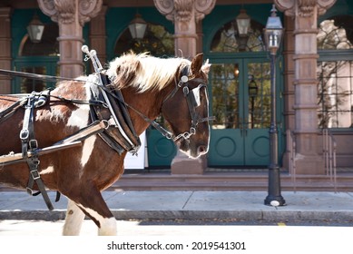 A Horse And Carriage Downtown Charleston