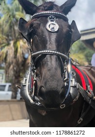 Horse Carriage Ride In Charleston 