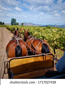 Horse Carriage Ride In Chile Vineyard