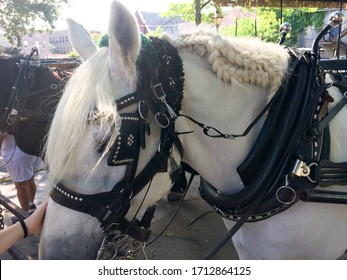 Horse For Carriage Tour Historic District Charleston South Carolina