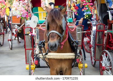 Horse Carriages For Tourist Services In Lampang Thailand