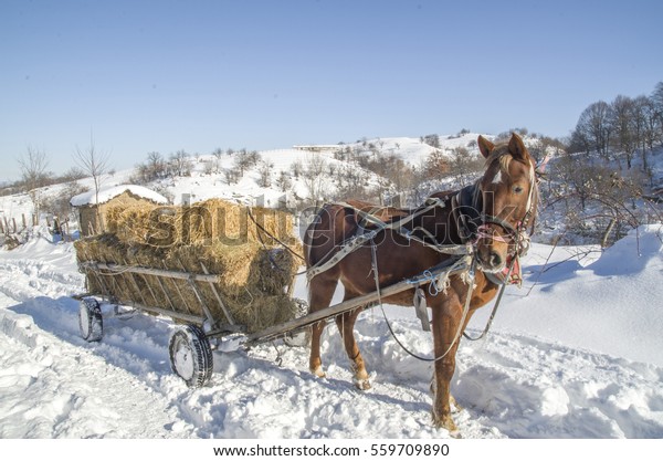 Horse\
cart with bales of hay in winter in sunny\
day\
