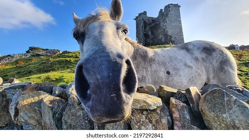 Horse And Castle, Connemara Ireland