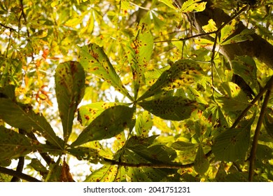 Horse Chestnut Branches With Leaves Against Sunny Sky, Full Frame