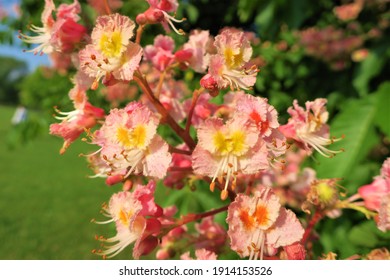 Horse chestnut flowers blossom on a tree in English springtime