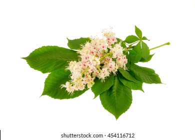 White Chestnut Images, Stock Photos & Vectors | Shutterstock