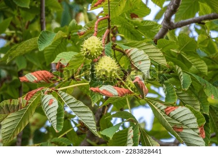 Horse chestnut fruits hanging on the tree in autumn, in leaves and branches. Aesculus hippocastanum, the horse chestnut, also called horse-chestnut, European horsechestnut, buckeye, and conker tree