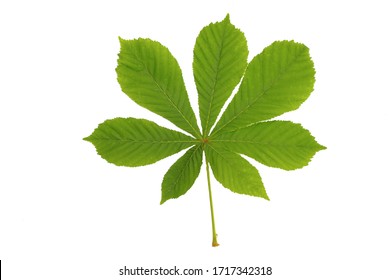 Horse Chestnut Leaf Isolated On White