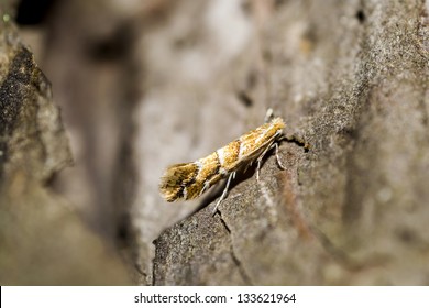 Horse Chestnut Leaf Miner