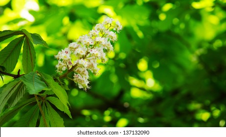 Horse Chestnut Seed