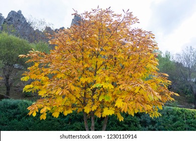 The Horse Chestnut Tree