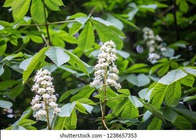 Horse Chestnut Tree Flowers