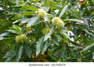 A horse chestnut tree with a group of ripening chestnuts.