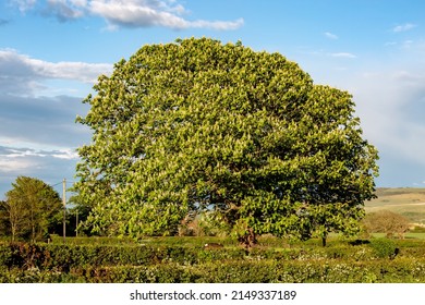 A Horse Chestnut Tree In The Late Spring Sunshine