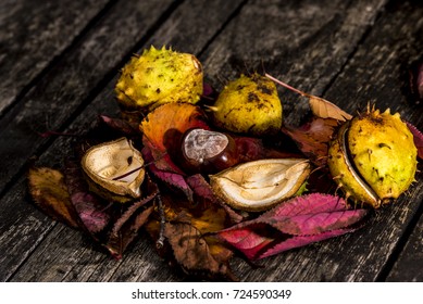 Horse Chestnuts and Autumn Leaves, Oxford UK - Shutterstock ID 724590349