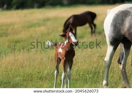 Horse chils and mother horse her beautiful foal on a field