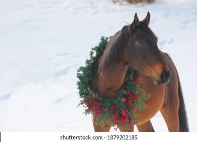 horse in a Christmas wreath, Merry Christmas horse