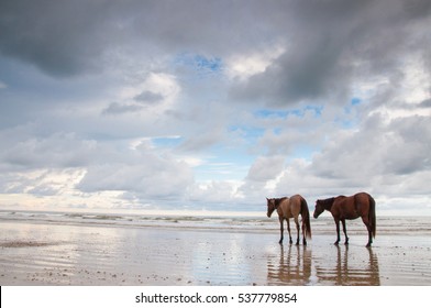 horse and the clean beach wtih cloudy and blue sky.Horses owner let his horses play at the beach without guide.One of the horses injured at the knee