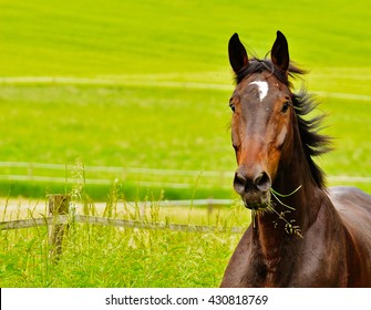 Horse Close Up Face