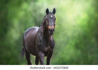 Horse close up portrait in motion against green background