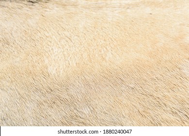 Textura del abrigo de caballo en color beige.