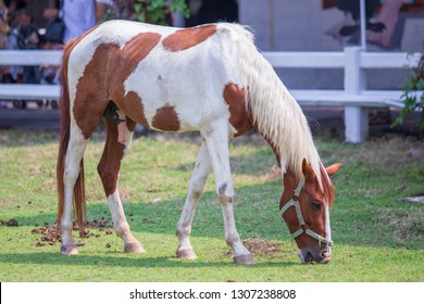 White And Tan Horse Images Stock Photos Vectors Shutterstock