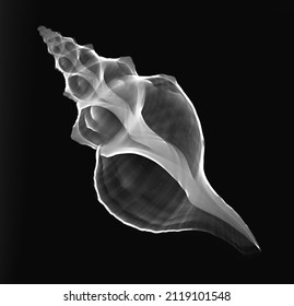 Horse Conch Sea Shell X-ray 