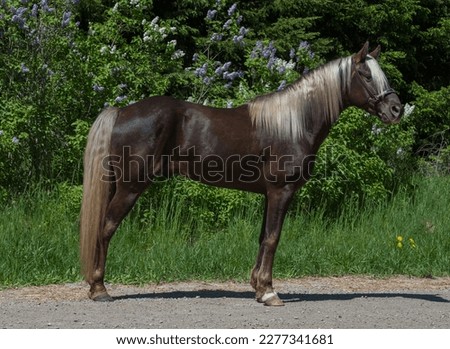 horse conformation shot of purebred rocky mountain horse standing sideways view of full body of horse showing good conformation chocolate color rocky mountain horse with flax mane and tail horizontal 