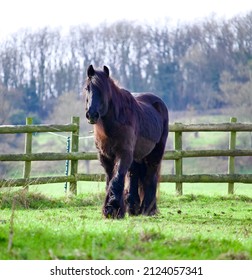 Horse In The Cotswold Countryside