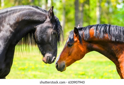 Horse couple love happy portrait