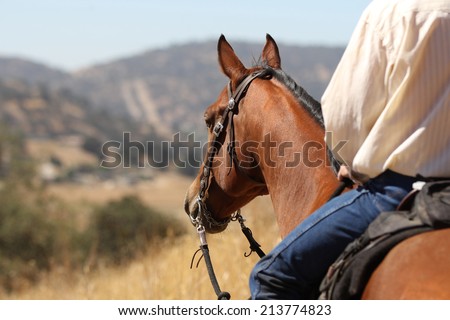 A horse and cowboy gazing off into the distance.