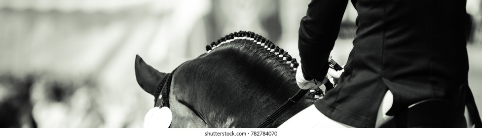 Horse dalbies photographed from behind in the dressage over the neck, with plaited braids