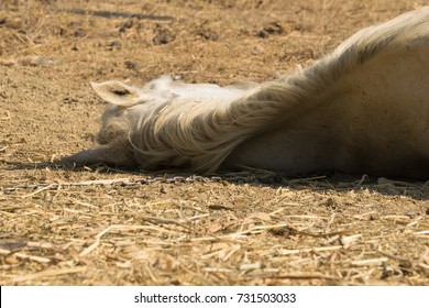 Horse Dead On The Ground Out Of Heat And Lack Of Water. Close Up View On Horses Back.