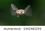 Horse or Deer Fly
Family Tabanidae