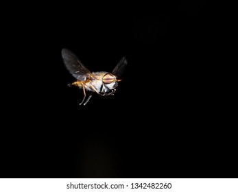 Horse Or Deer Fly
Family Tabanidae