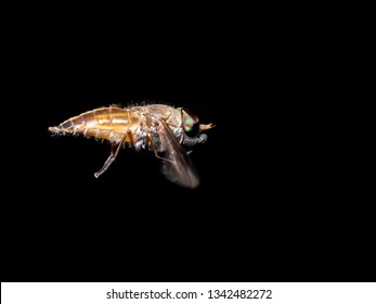 Horse Or Deer Fly
Family Tabanidae