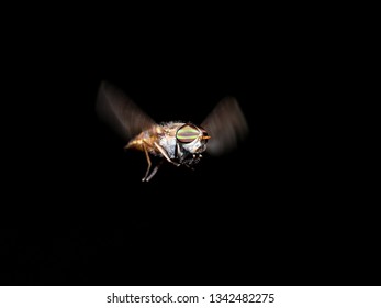 Horse Or Deer Fly
Family Tabanidae