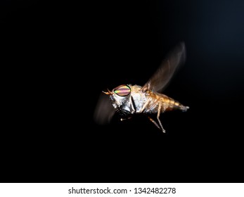 Horse Or Deer Fly
Family Tabanidae