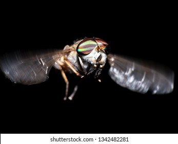 Horse Or Deer Fly
Family Tabanidae