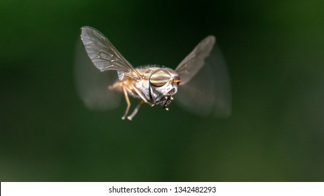 Horse Or Deer Fly
Family Tabanidae