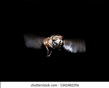 Horse Or Deer Fly
Family Tabanidae