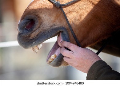 Horse Dentist at work check horse mouth - Powered by Shutterstock