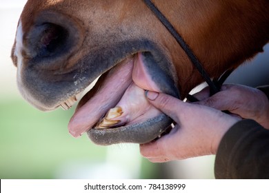 Horse Dentist At Work Check Horse Mouth