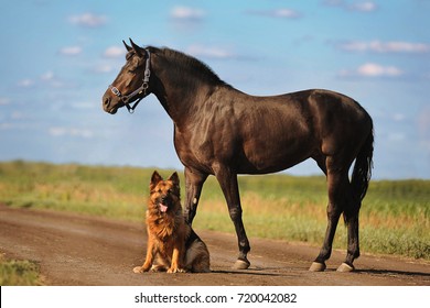 Horse And Dog