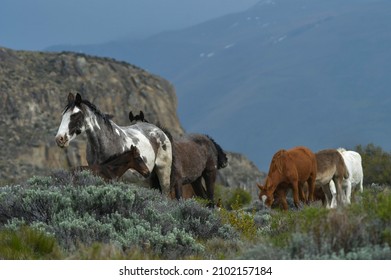 The Horse Is A Domesticated Perissodactyl Mammal Of The Equidae Family.