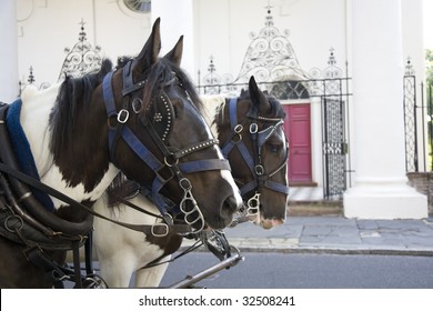 Horse Drawn Carriage In Charleston, South Carolina