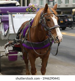 Horse Drawn Carriage On The Road In Manhattan, New York City, New York State, USA