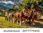 The Horse drawn carriages at Erewhon Clydesdale horse stud and working farm near the headwaters of the Rangitata Gorge 