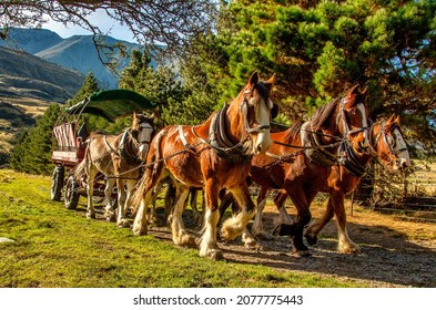 The Horse drawn carriages at Erewhon Clydesdale horse stud and working farm near the headwaters of the Rangitata Gorge 