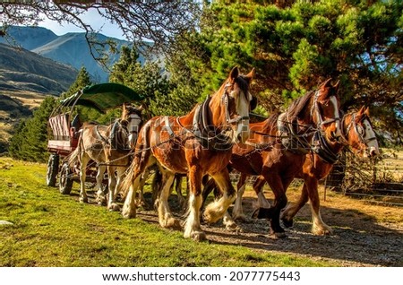 The Horse drawn carriages at Erewhon Clydesdale horse stud and working farm near the headwaters of the Rangitata Gorge 